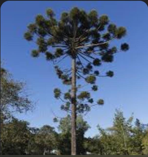 Please Answer The Following Questions 1 The Group This Plant Belongs To 2 What Is The Common And Scientific Names Of 1