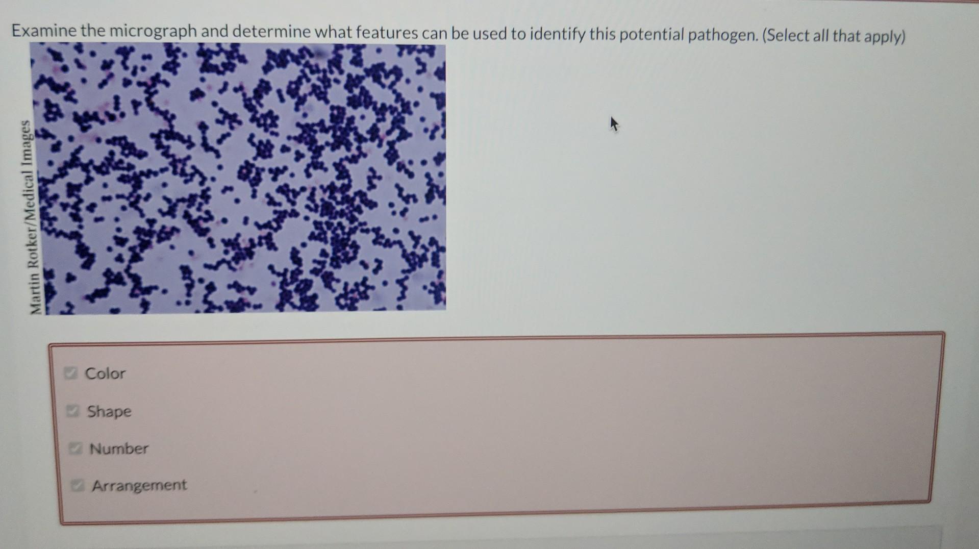 Examine The Micrograph And Determine What Features Can Be Used To Identify This Potential Pathogen Select All That App 1