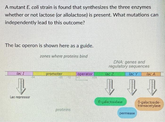 A Mutant E Coli Strain Is Found That Synthesizes The Three Enzymes Whether Or Not Lactose Or Allolactose Is Present 1