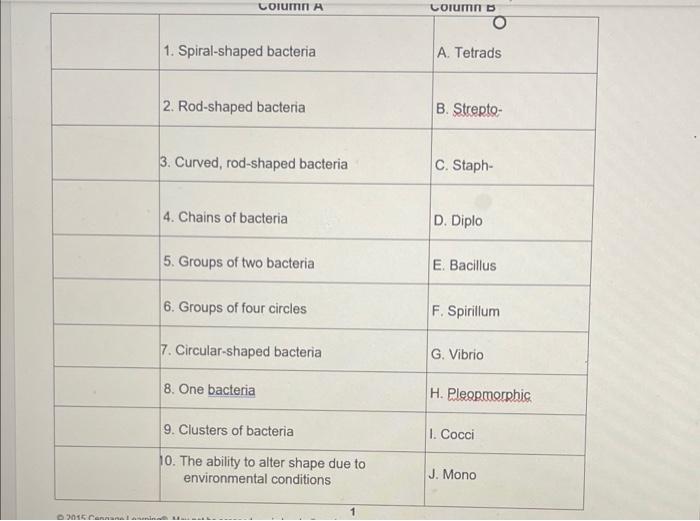 Chapter 2 Medical Microbiology Additional Activities Matching Bacterial Shapes Match The Term In Column B To The Appro 2