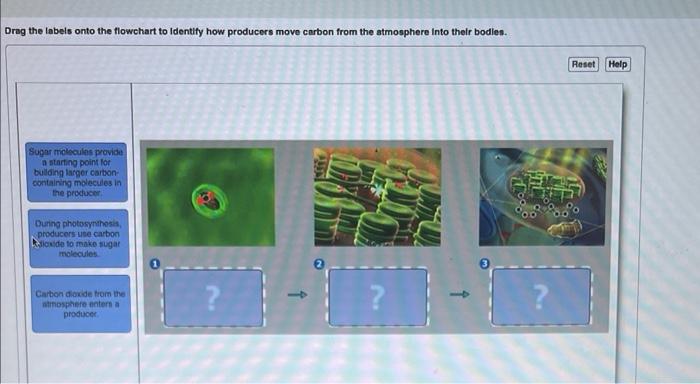 Drag The Labels Onto The Flowchart To Identify How Producers Move Carbon From The Atmosphere Into Their Bodies Sugar Mo 1