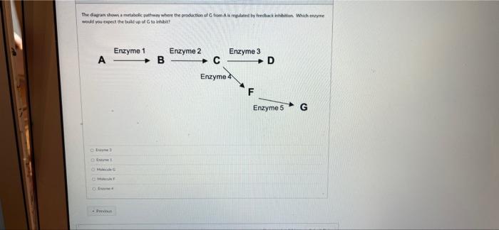 The Diagram Shows A Metabolic Pathway Where The Production Of G From A Is Regulated By Feedback Inhibition Which Entyme 1