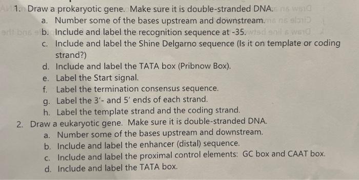 Am 1 Draw A Prokaryotic Gene Make Sure It Is Double Stranded Dna N6 W510 A Number Some Of The Bases Upstream And Dow 1