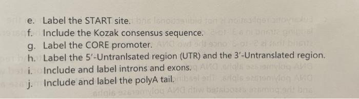 Am 1 Draw A Prokaryotic Gene Make Sure It Is Double Stranded Dna N6 W510 A Number Some Of The Bases Upstream And Dow 2