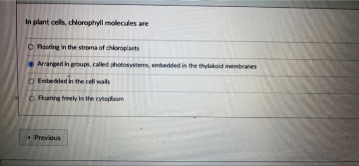 In Plant Cells Chlorophyll Molecules Are Floating In The Stroma Of Chloroplasts Arranged In Groups Called Photosystems 1