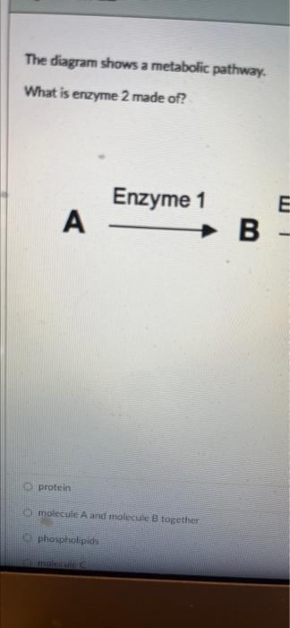 The Diagram Shows A Metabolic Pathway What Is Enzyme 2 Made Of A Oprotein Enzyme 1 O Molecule A And Molecule B Togethe 1