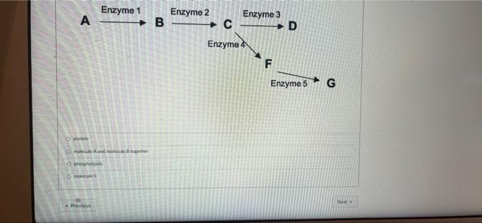 The Diagram Shows A Metabolic Pathway What Is Enzyme 2 Made Of A Oprotein Enzyme 1 O Molecule A And Molecule B Togethe 2