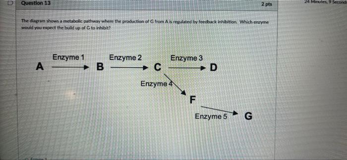 The Diagram Shows A Metabolic Pathway What Is Enzyme 2 Made Of A Oprotein Enzyme 1 O Molecule A And Molecule B Togethe 3
