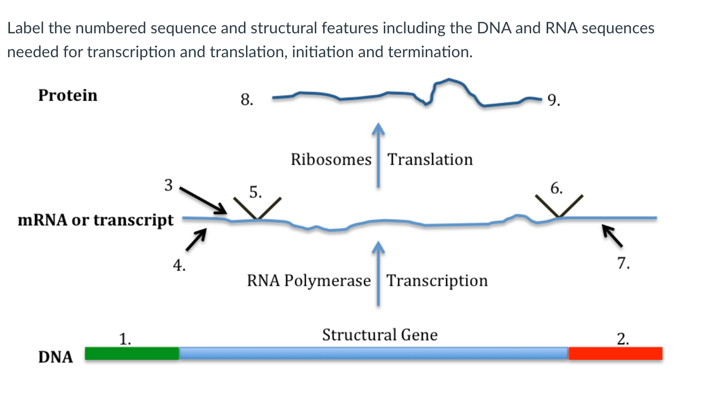 Label The Numbered Sequence And Structural Features Including The Dna And Rna Sequences Needed For Transcription And Tra 1