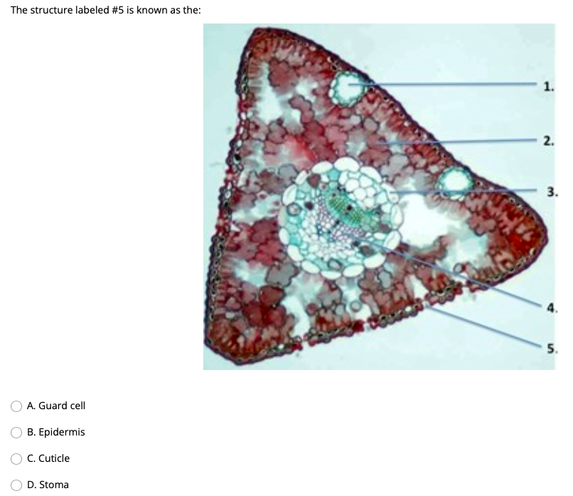 Where In The Selaginella Sp Life Cycle Is The Primary Evolutionary Innovation Seen The Fruit Of A Maple Tree Is Known 1