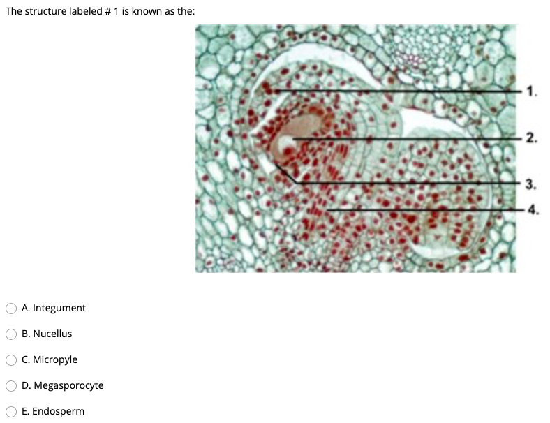 Plants That Are Characterized As Mesophytes Post Fertilization Gymnosperm Integuments Develop Into The What Is The Mo 1