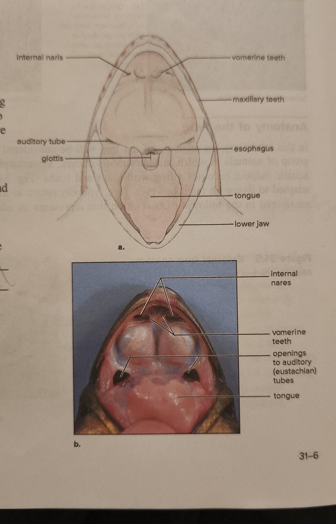 Inquiry Into Life Laboratory Manual 16th Edition Opening The Frog 1 Place The Frog Ventral Side Up In The Dissecting P 3