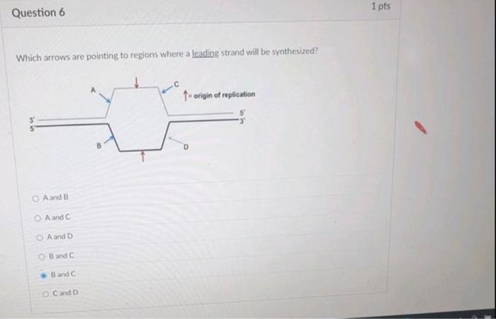 Question 5 1 Pts If A Molecule Of Double Stranded Dna Contains 18 Guanine What Percentage Of Adenine Will It Contain 2