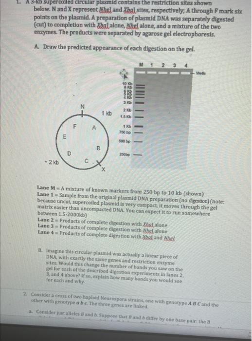 A 3 Kb Supercolled Circular Plasmid Contains The Restriction Sites Shown Below N And X Represent Nhel And Xbal Sites R 1