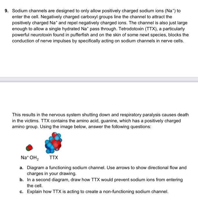9 Sodium Channels Are Designed To Only Allow Positively Charged Sodium Ions Na To Enter The Cell Negatively Charged 1