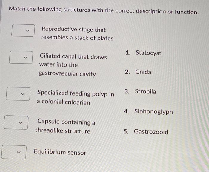 Match The Following Structures With The Correct Description Or Function Reproductive Stage That Resembles A Stack Of Pl 1