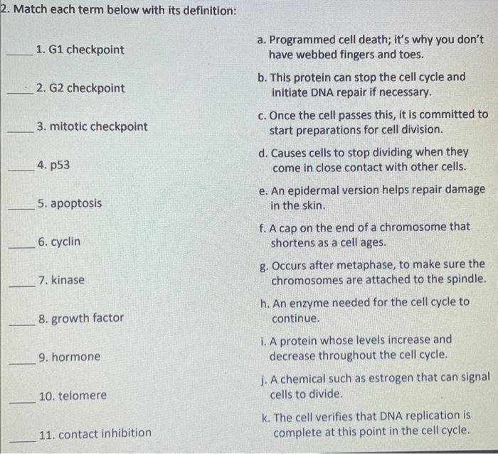 2 Match Each Term Below With Its Definition 1 G1 Checkpoint 2 G2 Checkpoint 3 Mitotic Checkpoint 4 P53 5 Apoptosi 1