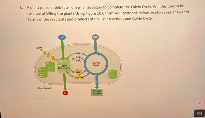 3 A Plant Poison Inhibits An Enzyme Necessary To Complete The Calvin Cycle Will This Poison Be Capable Of Killing The 1
