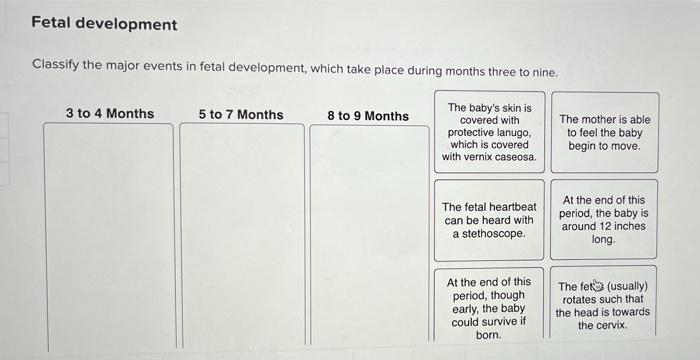 Fetal Development Classify The Major Events In Fetal Development Which Take Place During Months Three To Nine The Baby 1