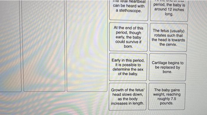 Fetal Development Classify The Major Events In Fetal Development Which Take Place During Months Three To Nine The Baby 2