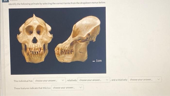 25 Identify The Following Primate By Selecting The Correct Terms From The Dropdown Menus Below Yetan This Individual Ha 1