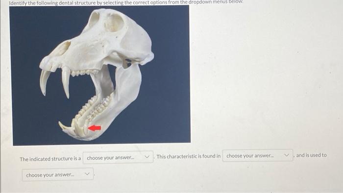 25 Identify The Following Primate By Selecting The Correct Terms From The Dropdown Menus Below Yetan This Individual Ha 2