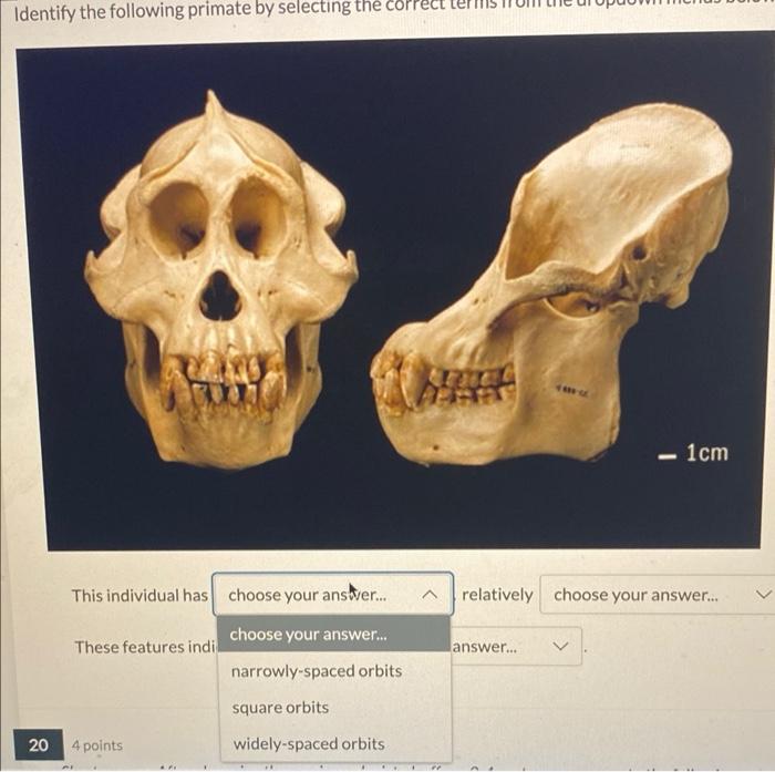 25 Identify The Following Primate By Selecting The Correct Terms From The Dropdown Menus Below Yetan This Individual Ha 4