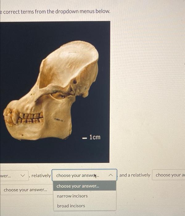 25 Identify The Following Primate By Selecting The Correct Terms From The Dropdown Menus Below Yetan This Individual Ha 6