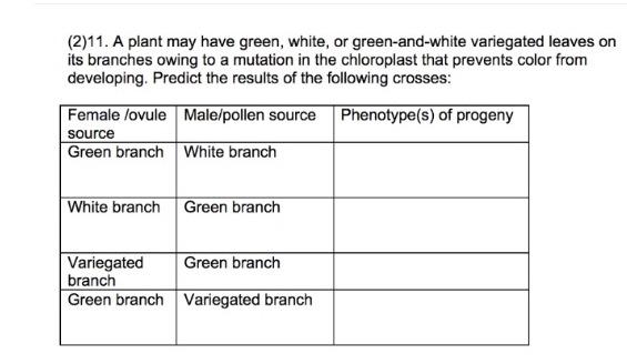 2 11 A Plant May Have Green White Or Green And White Variegated Leaves On Its Branches Owing To A Mutation In The Ch 1