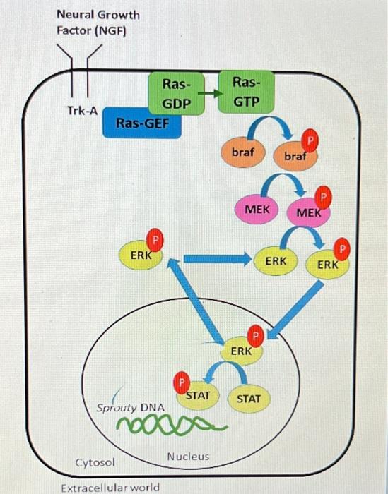 C A Cell Destined To Become A Neural Cell Has Been Given Massive Amounts Of Vascular Endothelial Growth Factor Vegf Wh 3