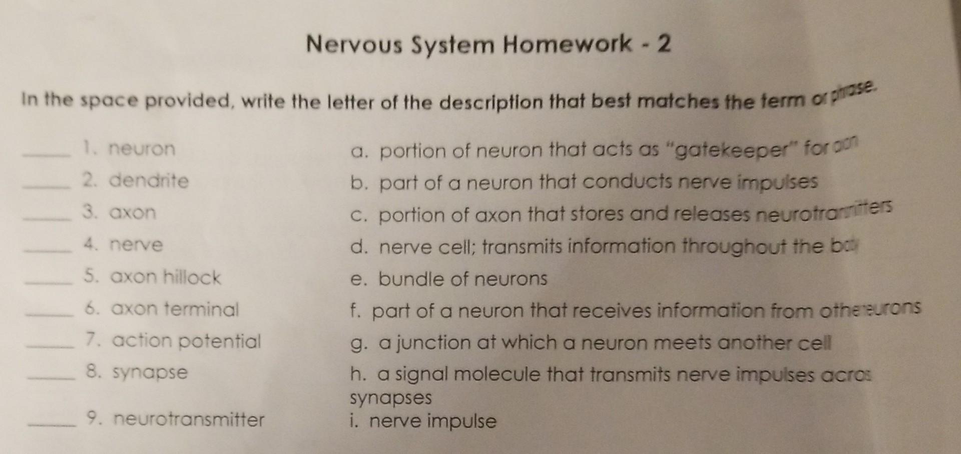 Nervous System Homework 2 In The Space Provided Write The Letter Of The Description That Best Matches The Term Or Phr 1
