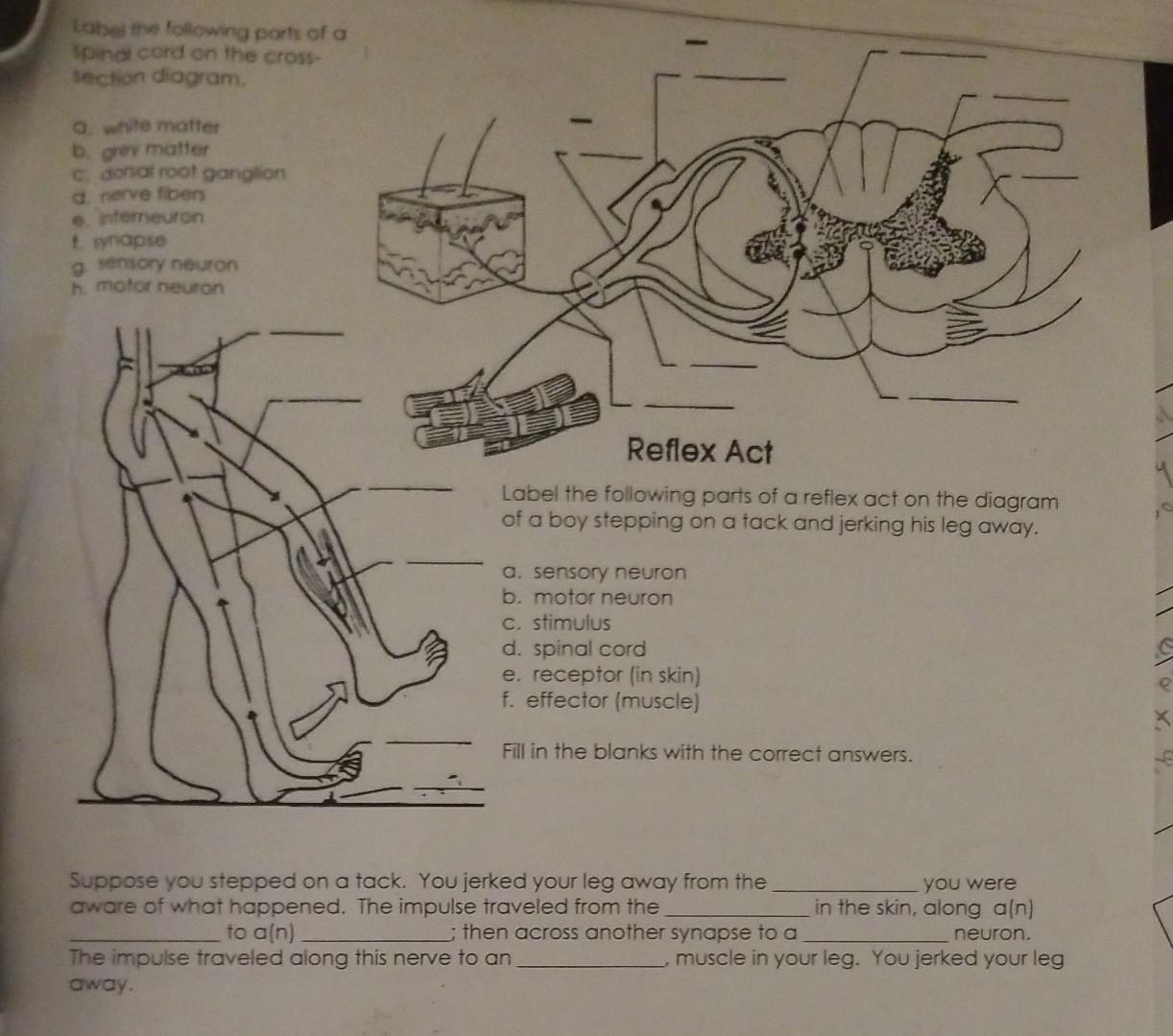 Label The Following Parts Of A Spinal Cord On The Cross Section Diagram A White Matter B Grey Matter C Donat Root Ga 1