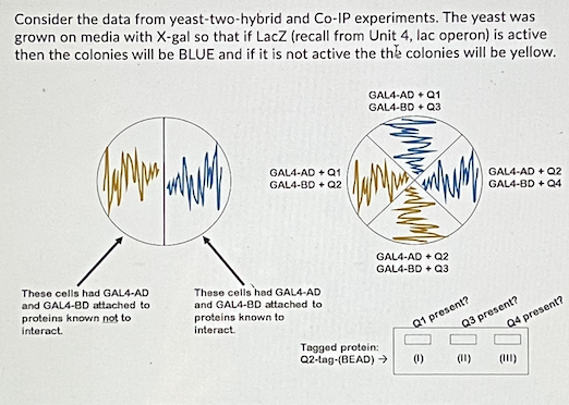 Consider The Data From Yeast Two Hybrid And Co Ip Experiments The Yeast Was Grown On Media With X Gal So That If Lacz 1