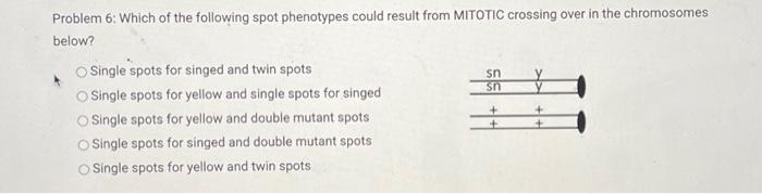 Problem 6 Which Of The Following Spot Phenotypes Could Result From Mitotic Crossing Over In The Chromosomes Below O Si 1