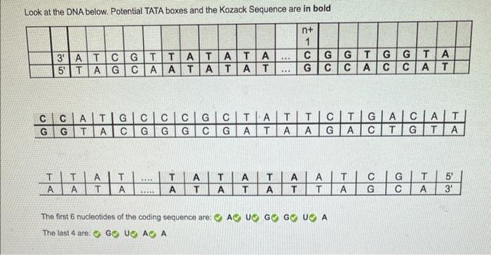 Look At The Dna Below Potential Tata Boxes And The Kozack Sequence Are In Bold N 1 G T A 3 5 Ta At Cgtta T T Agcaat A 2