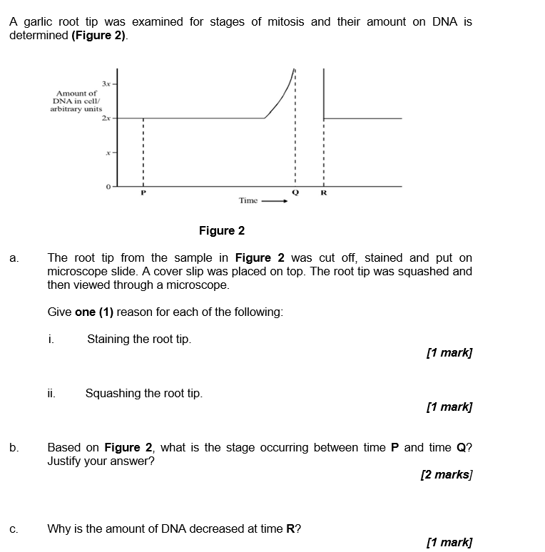 A Garlic Root Tip Was Examined For Stages Of Mitosis And Their Amount On Dna Is Determined Figure 2 A B C 3x Amoun 1