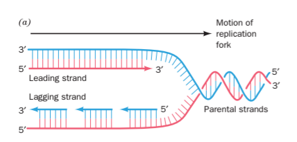 Why Can T An Rna Primer Be Added To The End Of The Dna Strand Like It Originally Does In The Leading Strand If There Ar 1