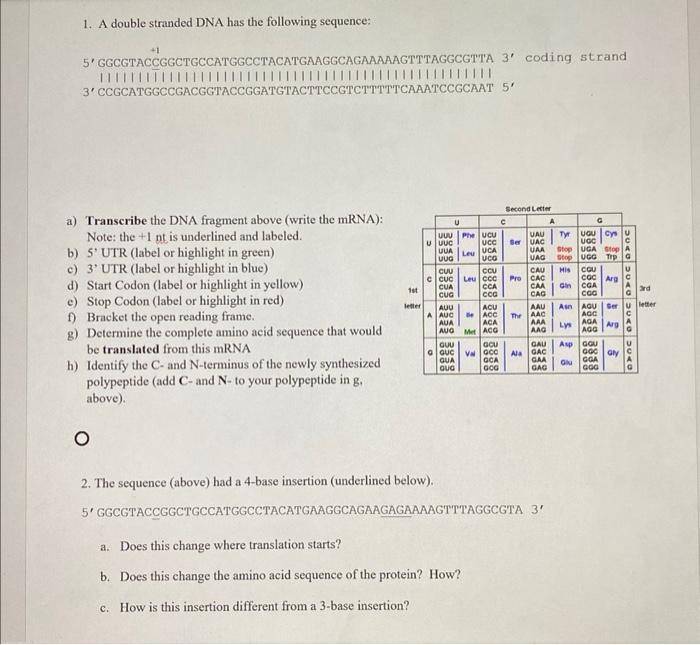 1 A Double Stranded Dna Has The Following Sequence 1 5 3 Ccgcatggccgacggtaccggatgtacttccgtctttt Ggcgtaccggctgccatgg 1