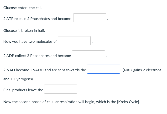 Glucose Enters The Cell 2 Atp Release 2 Phosphates And Become Glucose Is Broken In Half Now You Have Two Molecules Of 1