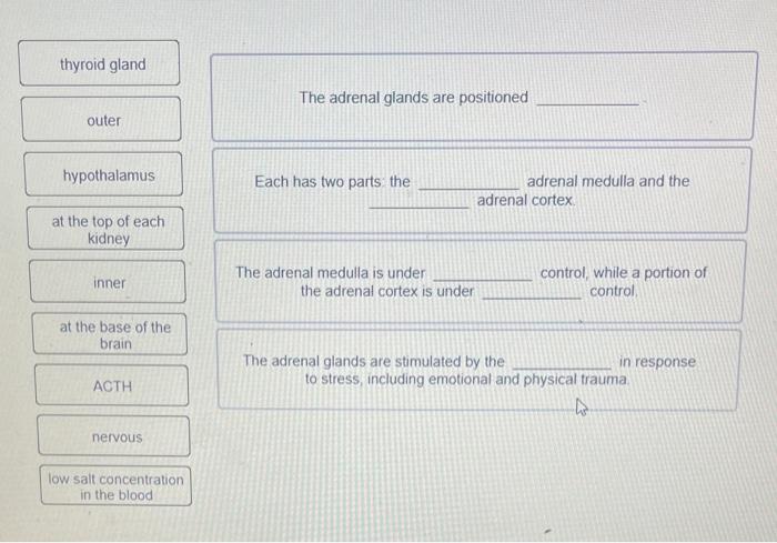 Thyroid Gland Outer Hypothalamus At The Top Of Each Kidney Inner At The Base Of The Brain Acth Nervous Low Salt Concentr 1