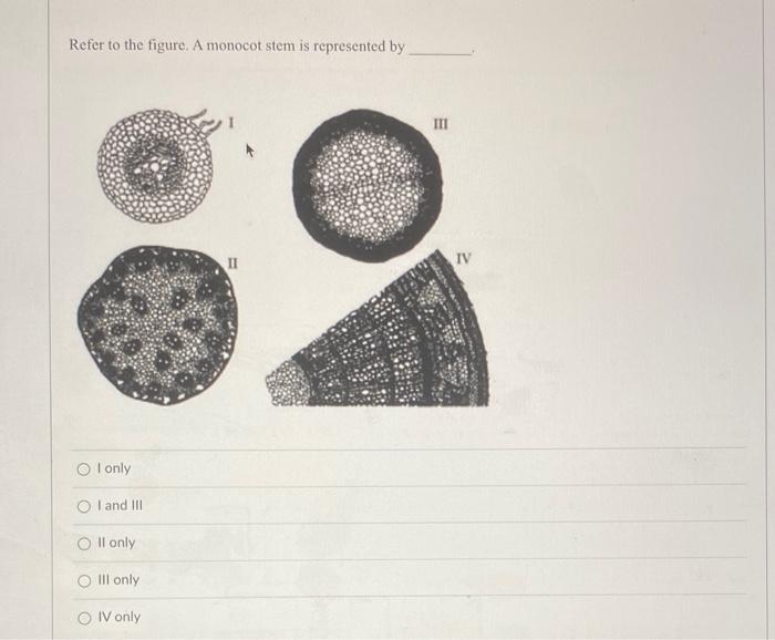 Refer To The Figure A Monocot Stem Is Represented By Oi Only Oi And Iii Il Only Ill Only Oiv Only Iii Iv 1