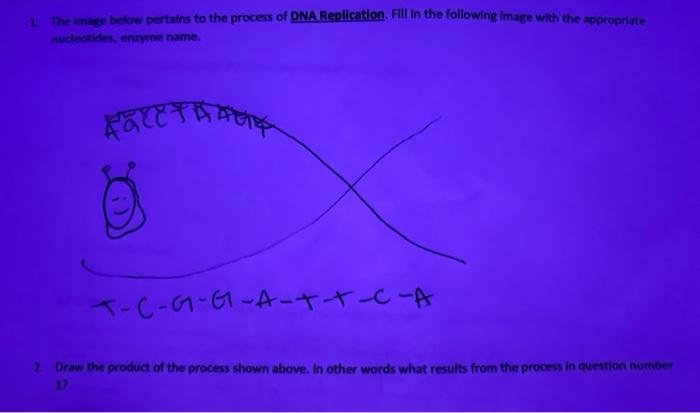 1 The Image Below Pertains To The Process Of Dna Replication Fill In The Following Image With The Appropriate Nucleotid 1