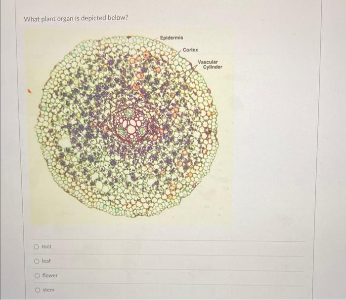 Match The Correct Cellular Structure With The Function Referring To The Image Below Ribosome Mitochondrial Cell Membran 3