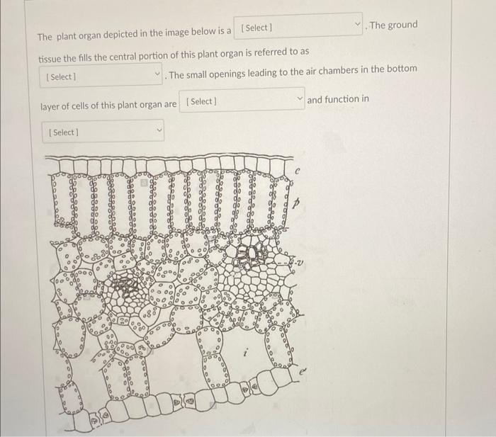 The Plant Organ Depicted In The Image Below Is A Select Tissue The Fills The Central Portion Of This Plant Organ Is Re 1