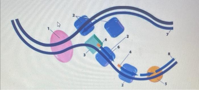 1 2 Adds On Nucleotides 3 4 5 6 Small Piece Of Dna 7 A Name Of Strand B 5 Or 3 8 A Name Of Strand B 5 1