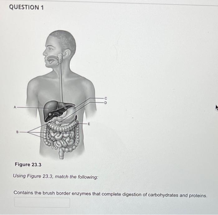 Question 1 Figure 23 3 Using Figure 23 3 Match The Following Contains The Brush Border Enzymes That Complete Digestion 1