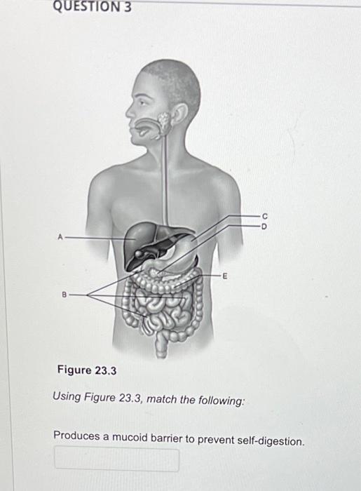 Question 3 B E Figure 23 3 Using Figure 23 3 Match The Following Produces A Mucoid Barrier To Prevent Self Digestion 1