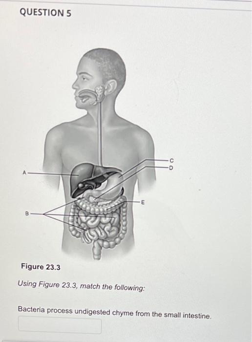 Question 5 B E Figure 23 3 Using Figure 23 3 Match The Following Bacteria Process Undigested Chyme From The Small Inte 1