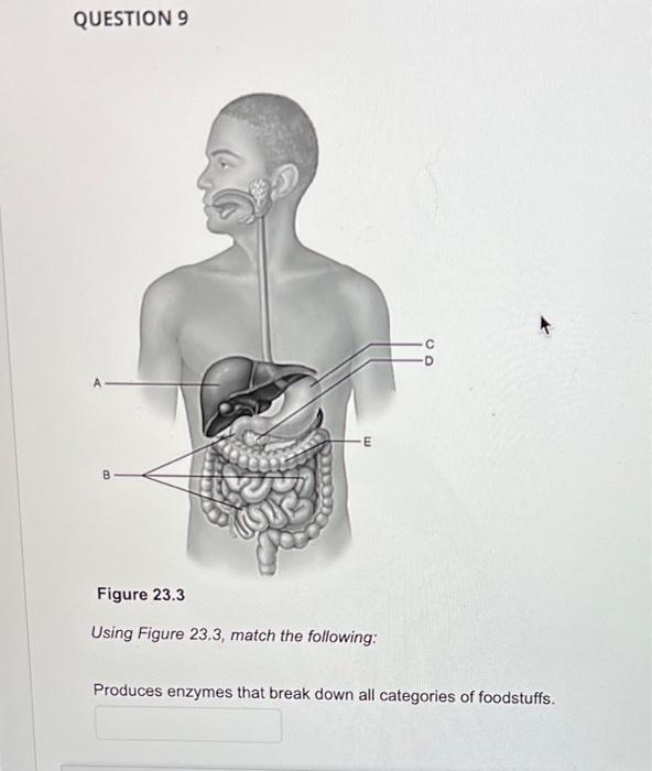 Question 9 b e figure 23 3 using figure 23 3 match the following