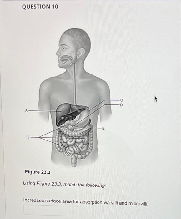 Question 10 B Figure 23 3 Using Figure 23 3 Match The Following Increases Surface Area For Absorption Via Villi And Mi 1